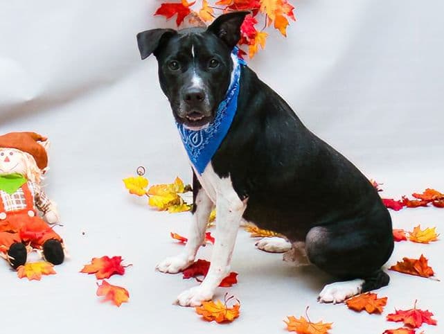 Duke Moo Moo tiene 2 años de edad y pesa 70 libras. Es otro de los perros grandes y enérgicos que también se beneficiaría de un patio para correr y estirar sus patas. Se lleva bien con personas de todas las edades, pero hay que tener cuidado con los niños debido a su tamaño y energía.