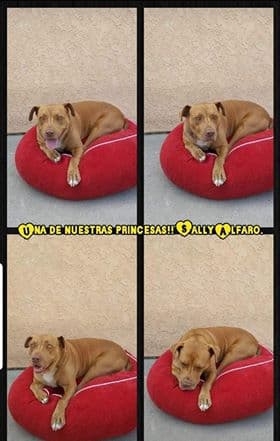 "Ella es una princesa rescatada del maltrato por sus anteriores dueños. Nuestra mascota Sally Alfaro te amamos muchísimo" - Gilma Alfaro