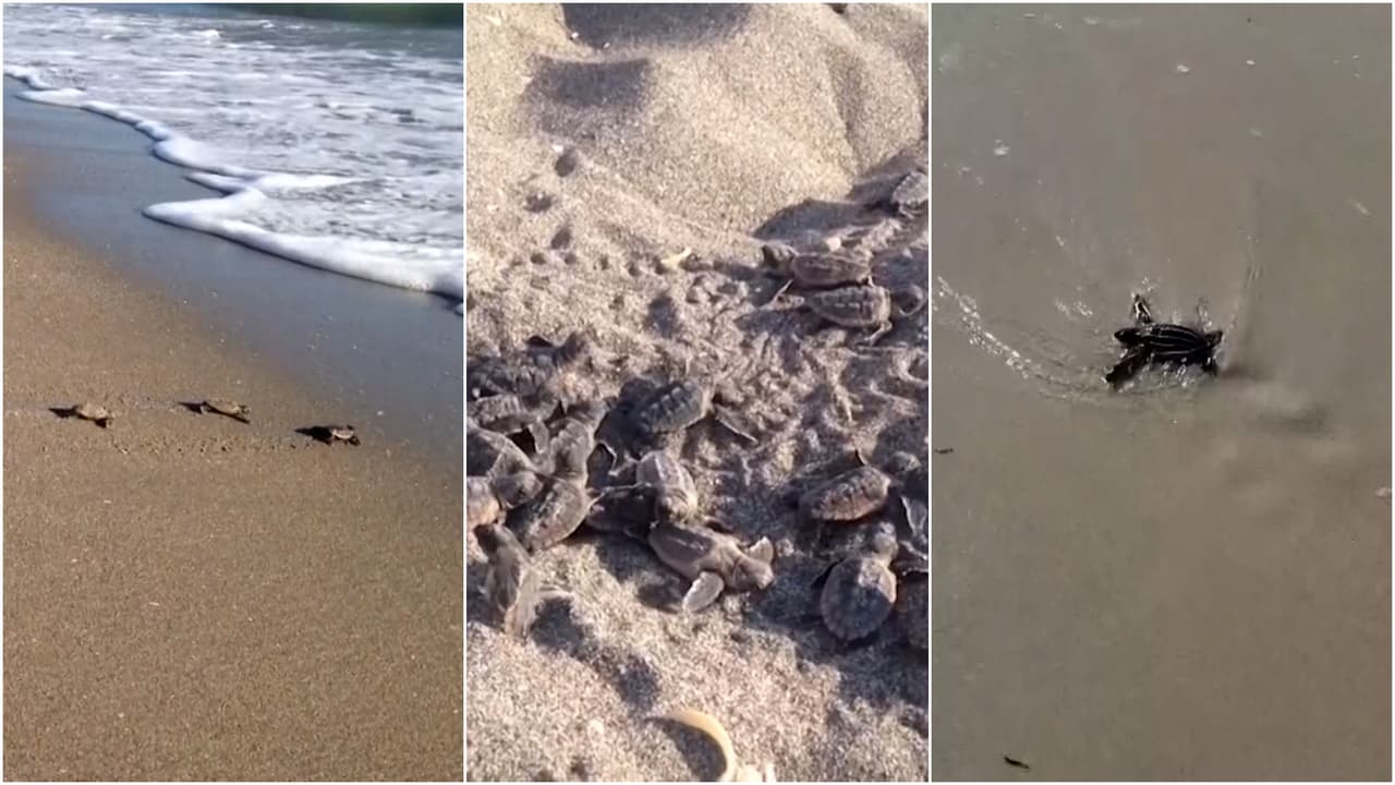 Aumenta número de nidos de tortuga en Florida y la amenaza a su supervivencia