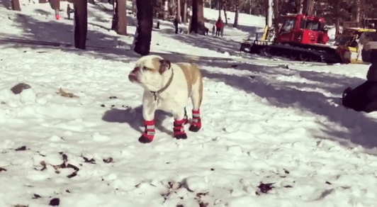 Fiona explora nuevos lugares con sus peculiares botas.