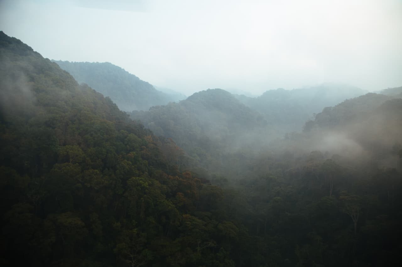 Tal como lo indica su nombre, el bosque impenetrable Bwindi es tan denso que, visto desde arriba, no se observan espacios entre los árboles. Así es el hábitat perfecto para estos gorilas. Este es un ejemplo de cómo se veían estos bosques antes de la tala. Aunque no está claro por qué los pocos individuos de esta especie que llegaron a estar en cautiverio no han sobrevivido, se cree que sus condiciones ambientales y alimentos tan especializados pueden ser la causa del fracaso de mantenerlos vivos fuera sus montañas.