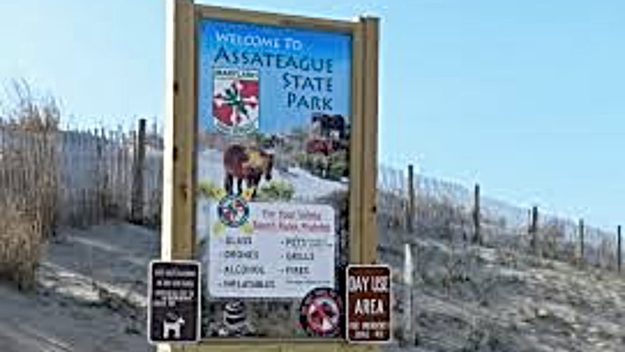 Reportan ataque de tiburón en el Parque Assateague de Maryland; lo que se sabe