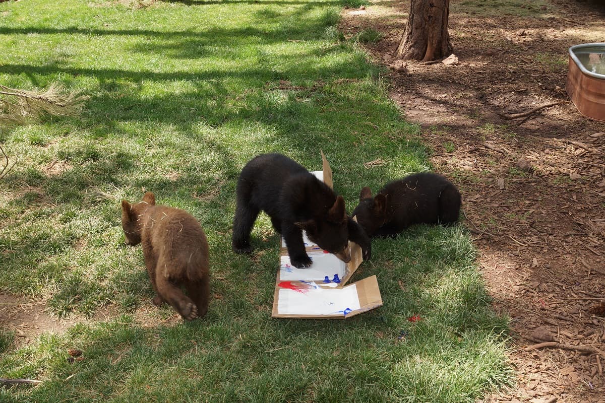 Y este fin de semana feriado, los residentes de Bearizona se estan ya preparando para las festividades con pinturas especialmente creadas para la ocasión.