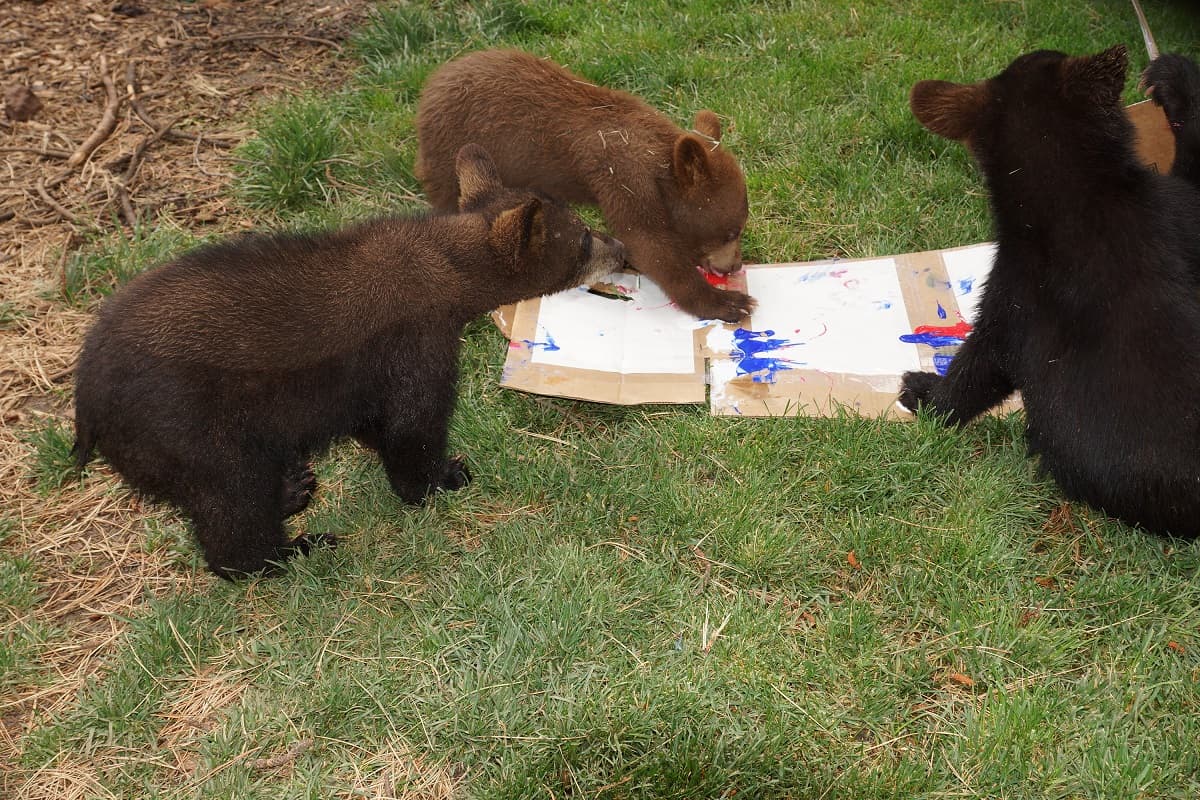 ¡Los "residentes" de Bearizona se preparan para la fiesta del 4 de julio!