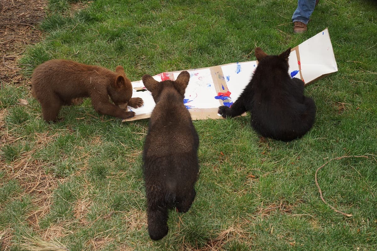 A tan solo dos horas y media de Phoenix, este parque es uno de los grandes atractivos de nuestro estado especialmente para toda la familia.