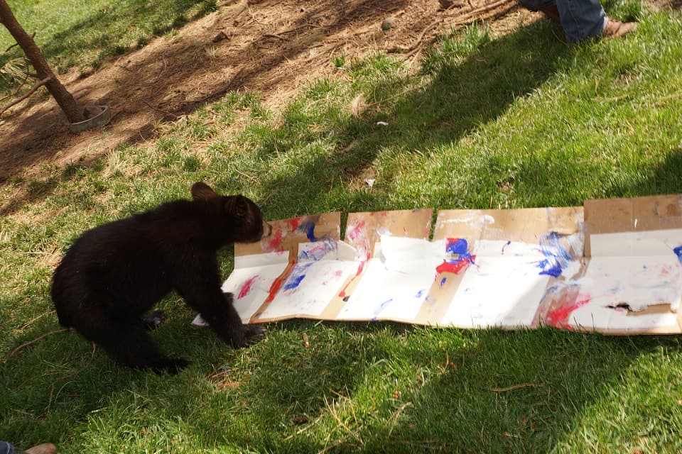 Para más información, visite http://bearizona.com