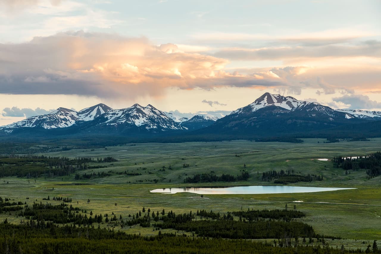 El Parque Nacional Yellowstone es actualmente el hogar de una gran cantidad de especies de aves canoras que anidan en sauces que crecen junto a los ríos occidentales. Se prevé que el clima adecuado persistirá para varios de estos pájaros cantores ribereños, como el chipe amarillo, el gorrión cantor y papamoscas saucero, una especie prioritaria para el parque. Pero puede alcanzar a ser demasiado seco y caliente para otros, como el chipe corona negra, vireo gorjeador y gorrión de Lincoln. Debido a que estas especies dependen del sauce, los administradores del parque pueden continuar protegiendo los sistemas naturales, incluido el apoyo a grandes carnívoros y castores, los cuales promueven sauces sanos junto a las corrientes beneficiosas para los pájaros cantores ribereños.