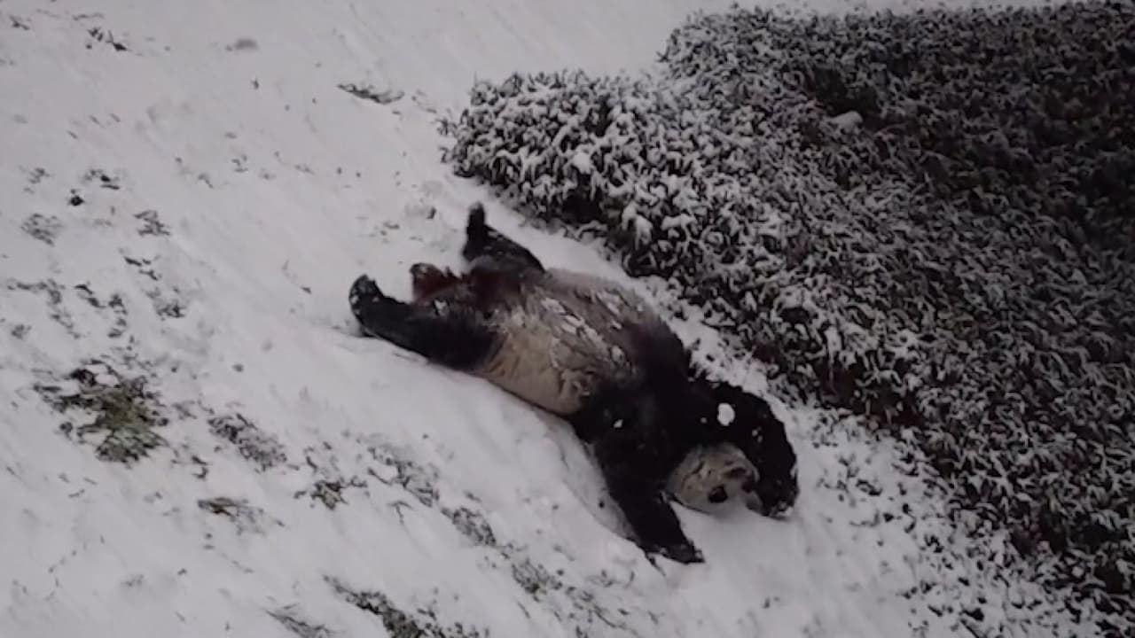 En video: Así salen a divertirse dos pandas gigantes en la nieve. Mei Xiang y Tian Tian de 22 y 23 años juegan en la nieve en el zoológico nacional en Washington, DC.
