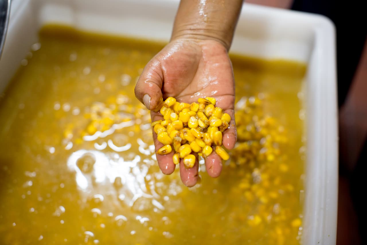 Cristina y Benjamin hacen sus tortillas desde cero con maíz criollo originario de Chiapas. Lo cosechan en Lancaster y cuecen sus granos en agua con cal (nixtamalización) antes de molerlos para preparar la masa de maíz que usan en su cocina.
