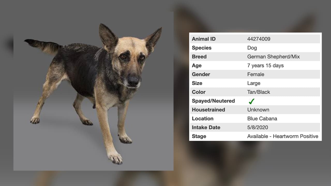 Amber es una perrita mezcla de pastor alemán y tiene 7 años.