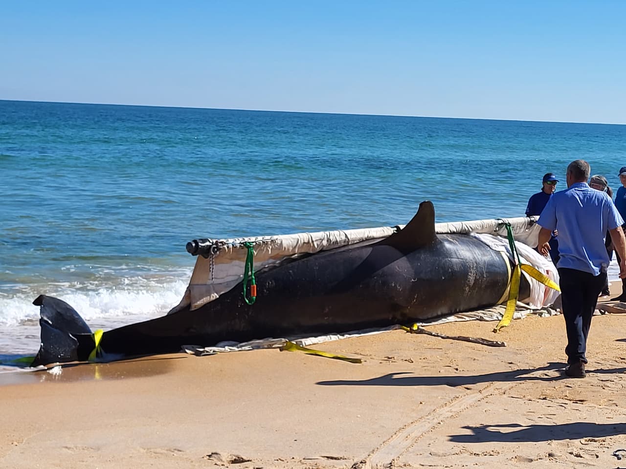 La ballena asesina de más de 7,000 libras de peso y 21 pies de largo fue localizada la mañana del 11 de enero al sur de Jungle Hut Park en Palm Coast, de acuerdo con informes iniciales del Alguacil del condado Flagler. La Administración Nacional Oceánica y Atmosférica señaló a través de un comunicado que la ballena era una hembra de edad adulta y que no tenía algún indicio de interacción con humanos o golpes, además se detectaron algunos "signos de enfermedades". Los detalles de la causa de la muerte de la ballena asesina que apareció en la costa de Florida serán dados a conocer una vez que se concluya la necropsia y los estudios de laboratorios correspondientes.