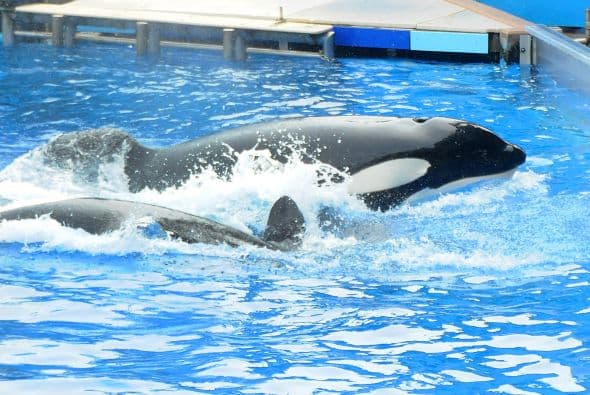 Tilikum no había actuado en público desde el 24 de febrero de 2010 cuando provocó la muerte de su entrenadora Dawn Brancheau, de 40 años.