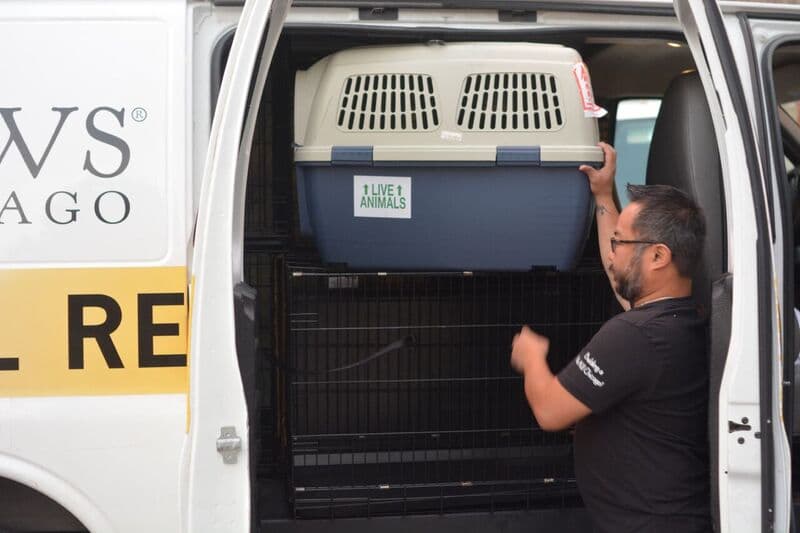 Van desde Chicago a rescatar animales que quedaron desamparados tras inudaciones en Louisiana