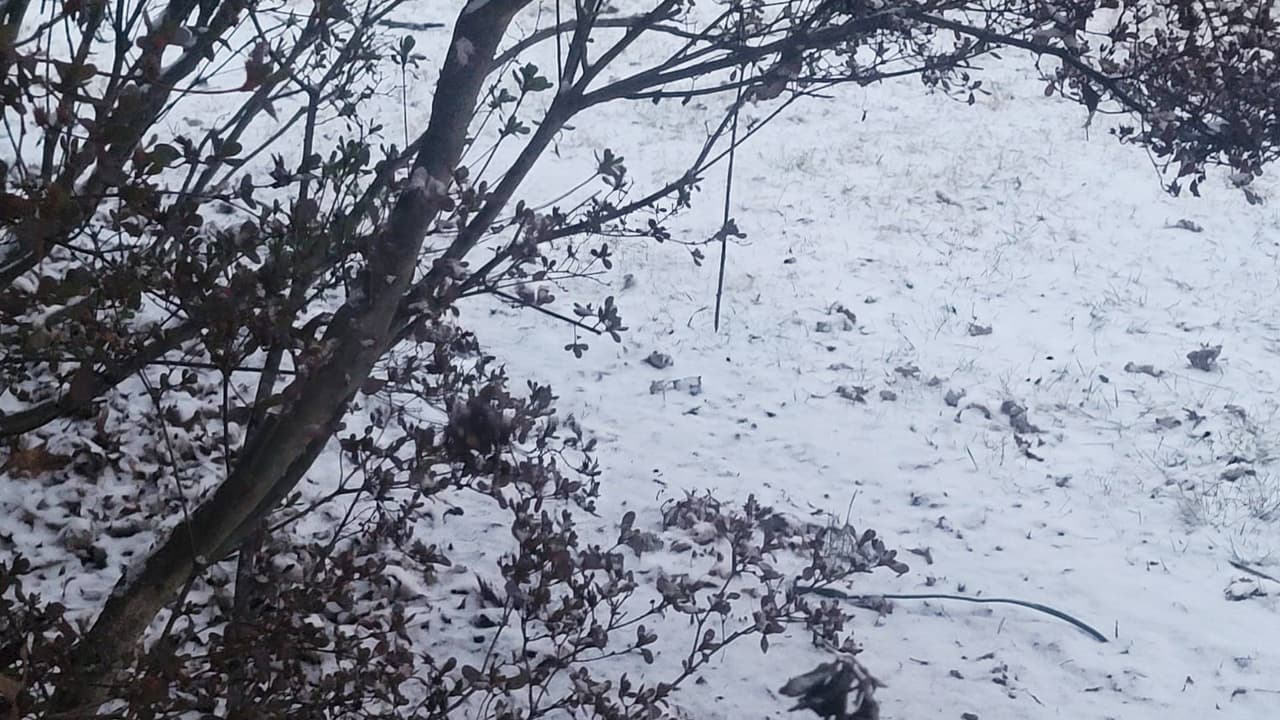 Sobre árboles, automóviles y el piso, queda constancia de la precipitación de nieve en las últimas horas en nuestra región.