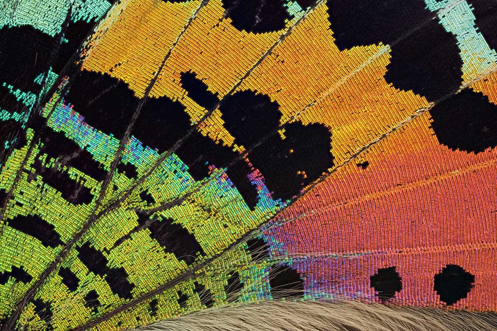 Ala de una polilla crepuscular