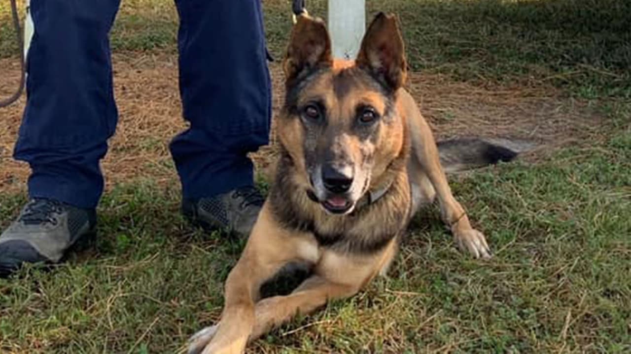 De ahora en adelante, el oficial Montalvo tendrá su lado a su leal compañero K-9 "John" para dar seguridad en las calles del precinto 4.