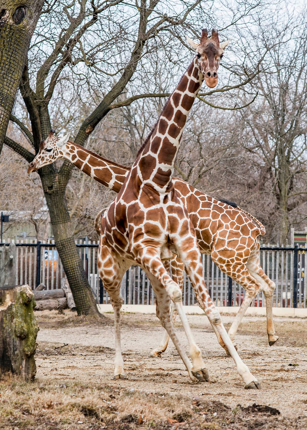 Arnieta de 13 años y Potoka de 6, salen a disfrutar del clima calido en Chicago y aprovechan para estirar las patas.Cuando una jirafa camina, ambas patas de un lado se mueven juntas y luego mueven las del otro lado.