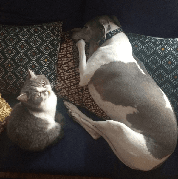 O cuando convivía con la otra mascota de la familia Brown-Muñoz, una gatita gris.