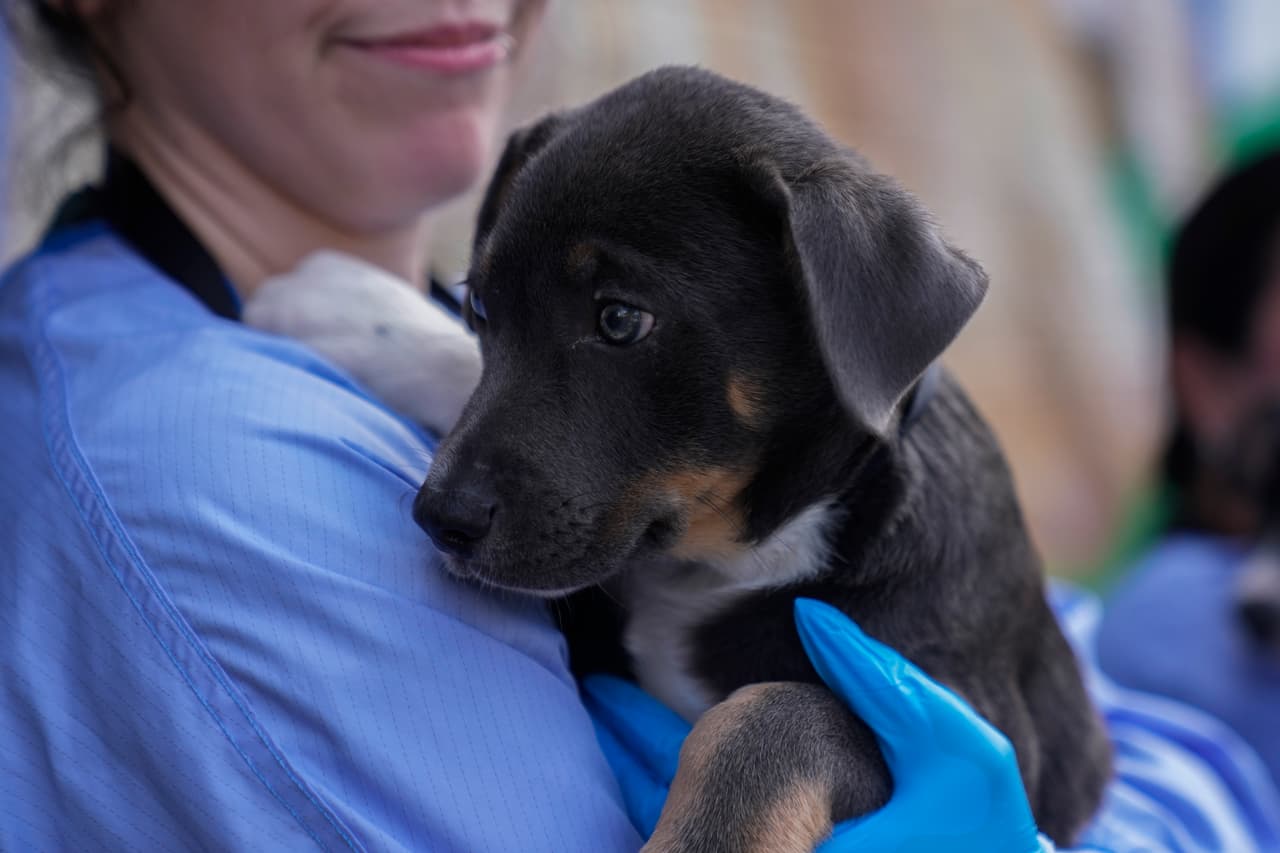 El 14 de julio llegaron los primeros 22 perros provenientes de la organización Concho Valley PAWS, ubicada en San Angelo, Texas y el segundo vuelo llegó el 16 de julio con
<b>9 cachorros, gatos y gatitos</b> provenientes de Austin Pets Alive.