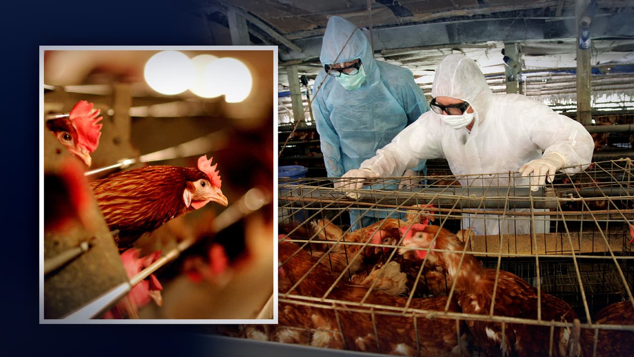 Brote de gripe aviar: suspenden exhibiciones y ventas al público de aves en Carolina del Norte