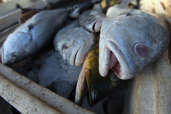 En una carta dirigida al presidente Lula da Silva (2003-2011), los kayapó declararon: “No queremos que esta presa destruya los ecosistemas y la biodiversidad que nosotros hemos cuidado durante milenios, y que aún podemos preservar”.