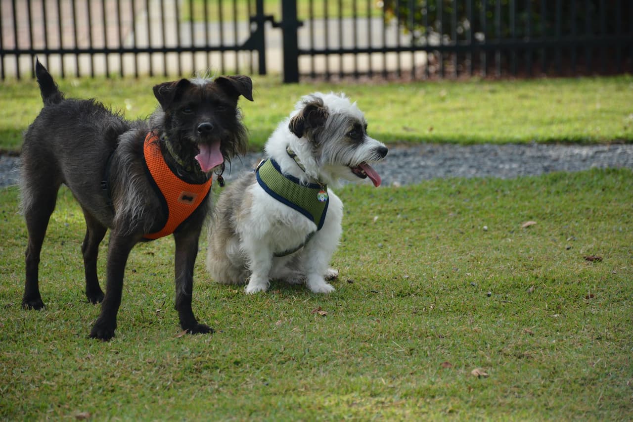 Senado aprueba seguro para mascotas en Puerto Rico