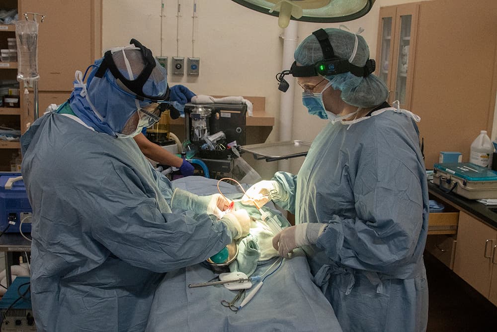 Además, trabajaron durante la operación los veterinarios Briana Danielson y Marisa Bezjian.
<br>