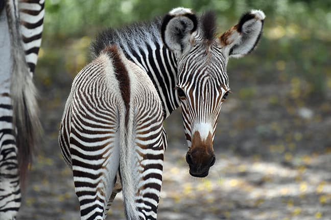 La cebra hizo su debut en el Zoo Miami el pasado martes.