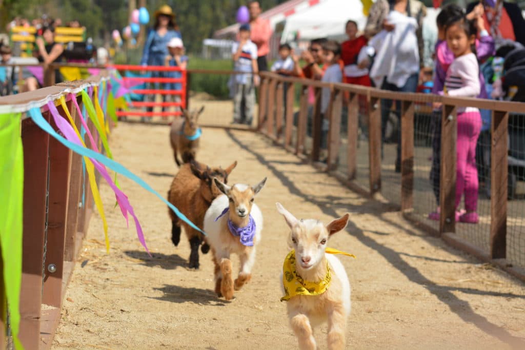 <b>“Easter Springtime Festival” en Underwood Family Farms</b>
<br>Además de buscar huevos otras diversiones incluyen: paseos en tractor, carreras de sacos y espectáculos de animales.
<br>
<br>Moorpark
<br>30 de marzo – 22 de abril
<br>$8 - $12
<br>
<a href="https://underwoodfamilyfarms.com/easter-on-the-farm/" target="_blank">https://underwoodfamilyfarms.com/easter-on-the-farm/</a>
<br>