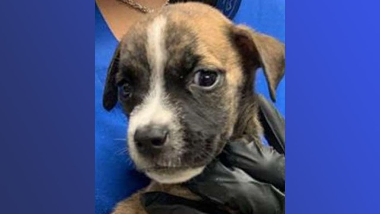 Buscan a sospechosa de abandonar a este cachorrito en Dallas