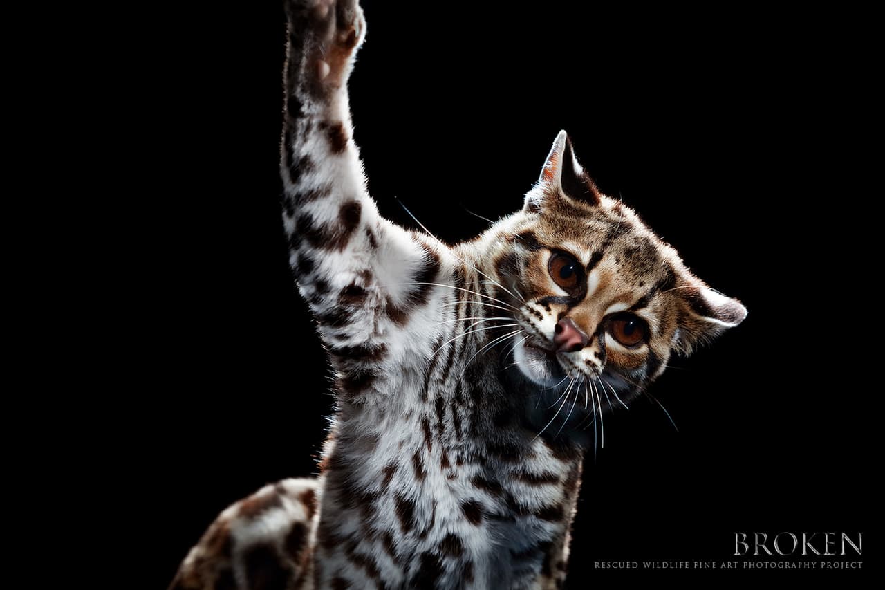 Margay, una ocelote regalada por una comunidad a un servidor público finalemnte terminó en el Centro de Investigación y Rehabiltación Jaguares en la Selva en Oaxaca, México. Un ejemplo de la ignorancia sobre las leyes que protegen la flora y fauna.