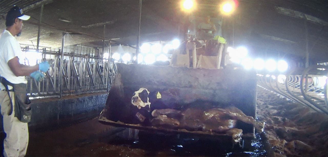 Una vaca es sacada de la granja con una pala mecánica. El sheriff del condado de Okeechobee, Noel E. Stephen, anunció el 14 de diciembre la detención de tres trabajadores de McArthur Dairy Farm.