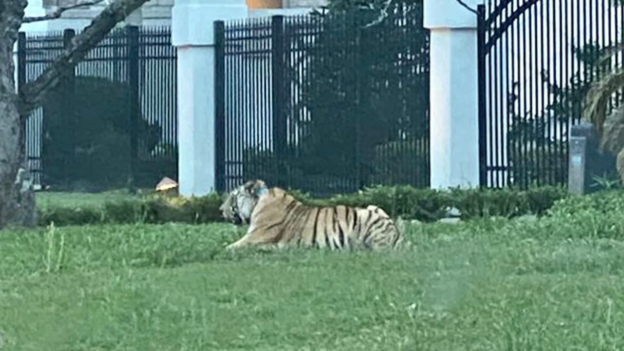 En Houston, tener un animal exótico como un tigre de bengala es ilegal.