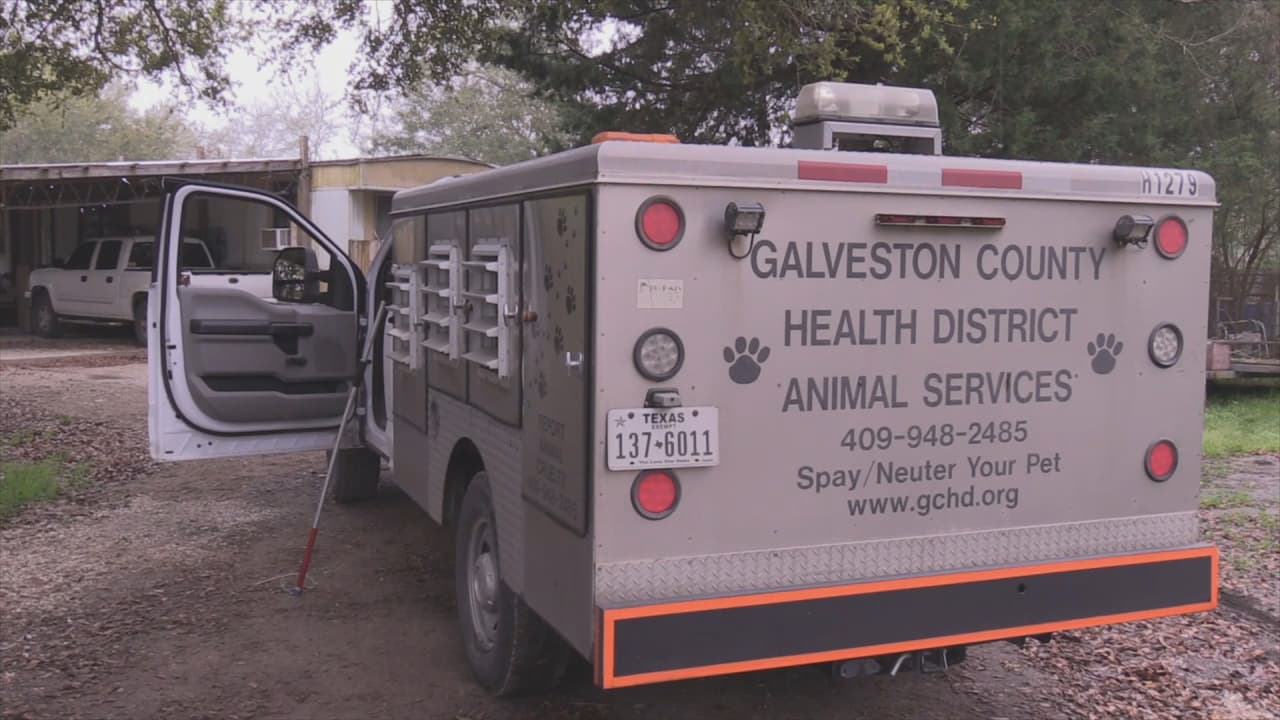 El Centro del Control de Animales se llevó a los tres perros, de los cuales no se ha revelado la raza, y los mantiene encerados en un albergue animal en Texas City. "Es probable que les apliquen la eutanasia", dijo el sheriff Trochesset.