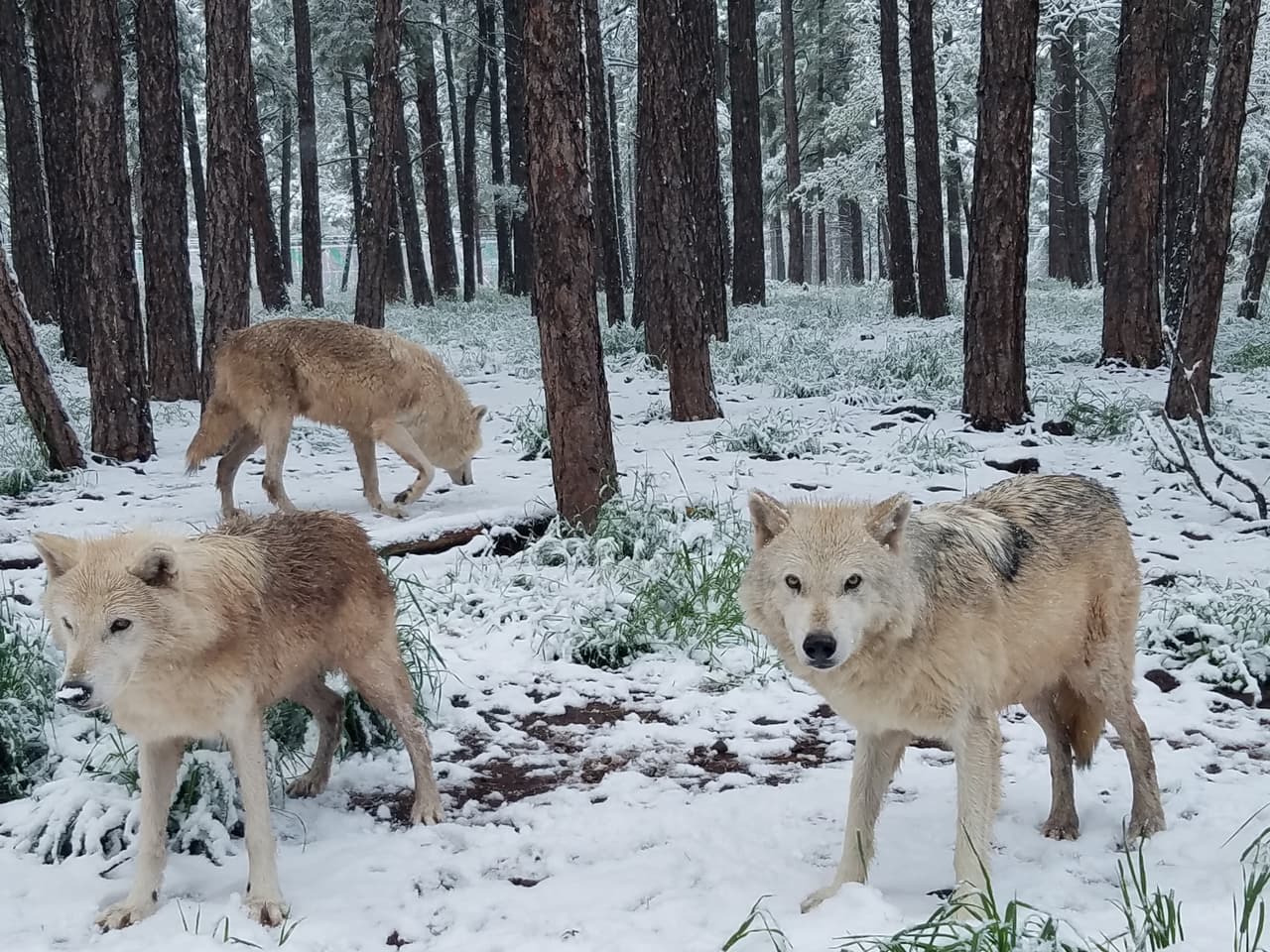 Los animales aman esta nieve tardía de primavera, informó Kari St. Clair de Bearizona Wildlife Park.
