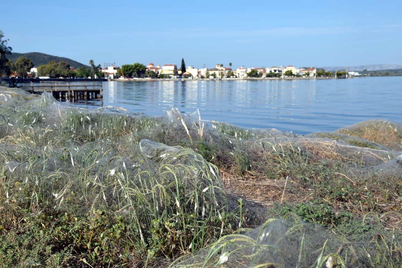 Maria Chatzaki, profesora de biología molecular y genética de la Universidad de Tracia citada por el medio griego
<a href="https://www.newsit.gr/ellada/ayti-einai-i-eksigisi-gia-to-fainomeno-me-tis-araxnes-sto-aitoliko/2618523/">newsit.gr</a> y
<a href="https://edition.cnn.com/2018/09/20/europe/spider-webs-greek-town-trnd/index.html">CNN,</a> asegura que la inmensa red es un fenómeno estacional que se produce generalmente a finales de verano.