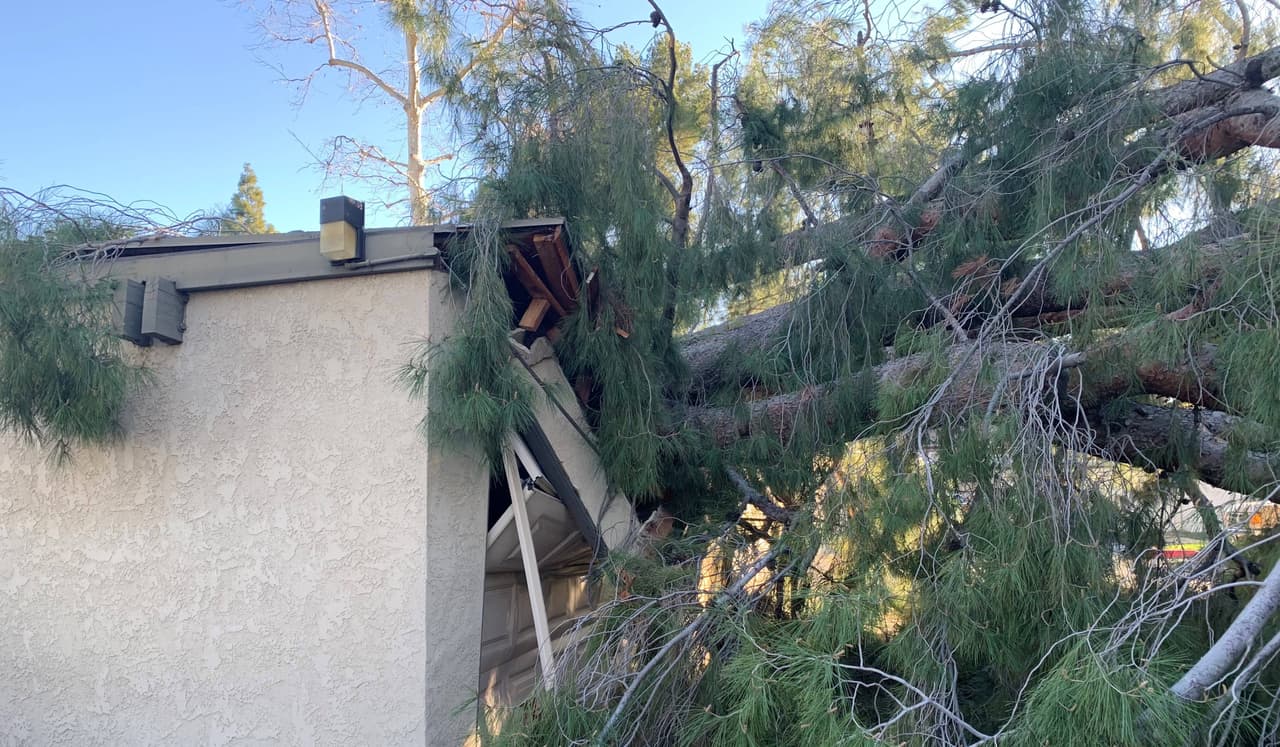 Extienden advertencia por vientos de Santa Ana: árboles caídos y vías cerradas dejan las fuertes ráfagas