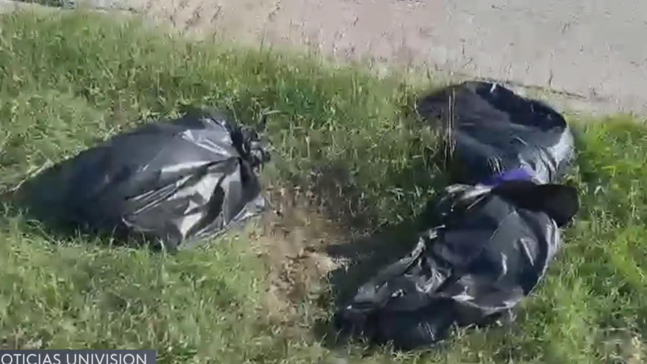 Reportan dos perros muertos y uno más herido en la calle Roosevelt