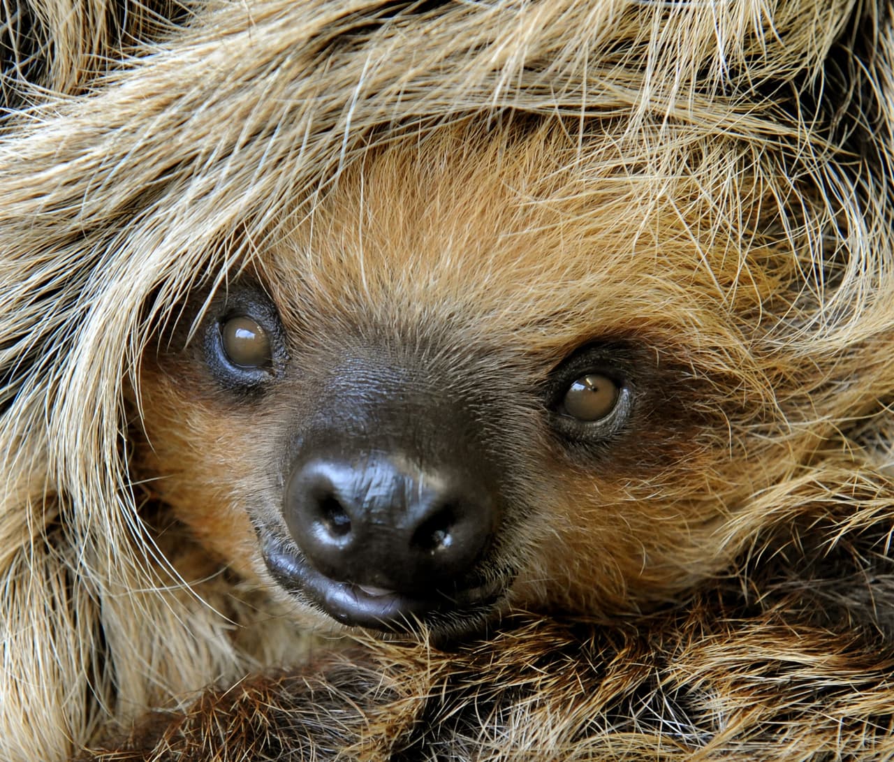 Estos animales disfrutan de comer hojas, rascarse y tirarse bajo el sol. Su aparente actitud simpática y la velocidad 'relajada' a la que se desplazan los ha hecho populares. No obstante, la pérdida de ecosistemas ha hecho que muchos se queden sin hogar o sin familiares.