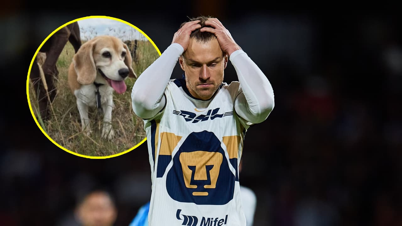 Aaron Ramsey pide ayuda para encontrar a su perro; ofrece recompensa