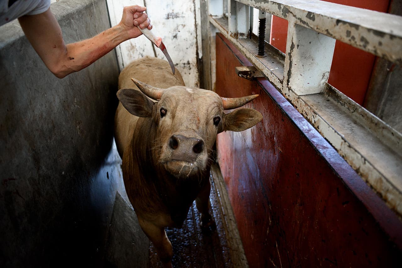 Cuando no se dispone de pistolete y con el fin de facilitar el manejo de las vacas se utiliza un cuchillo que se clava en la médula espinal. El animal queda inmóvil pero sigue consciente.
<i>La Barca (Jalisco), 2016.</i>
