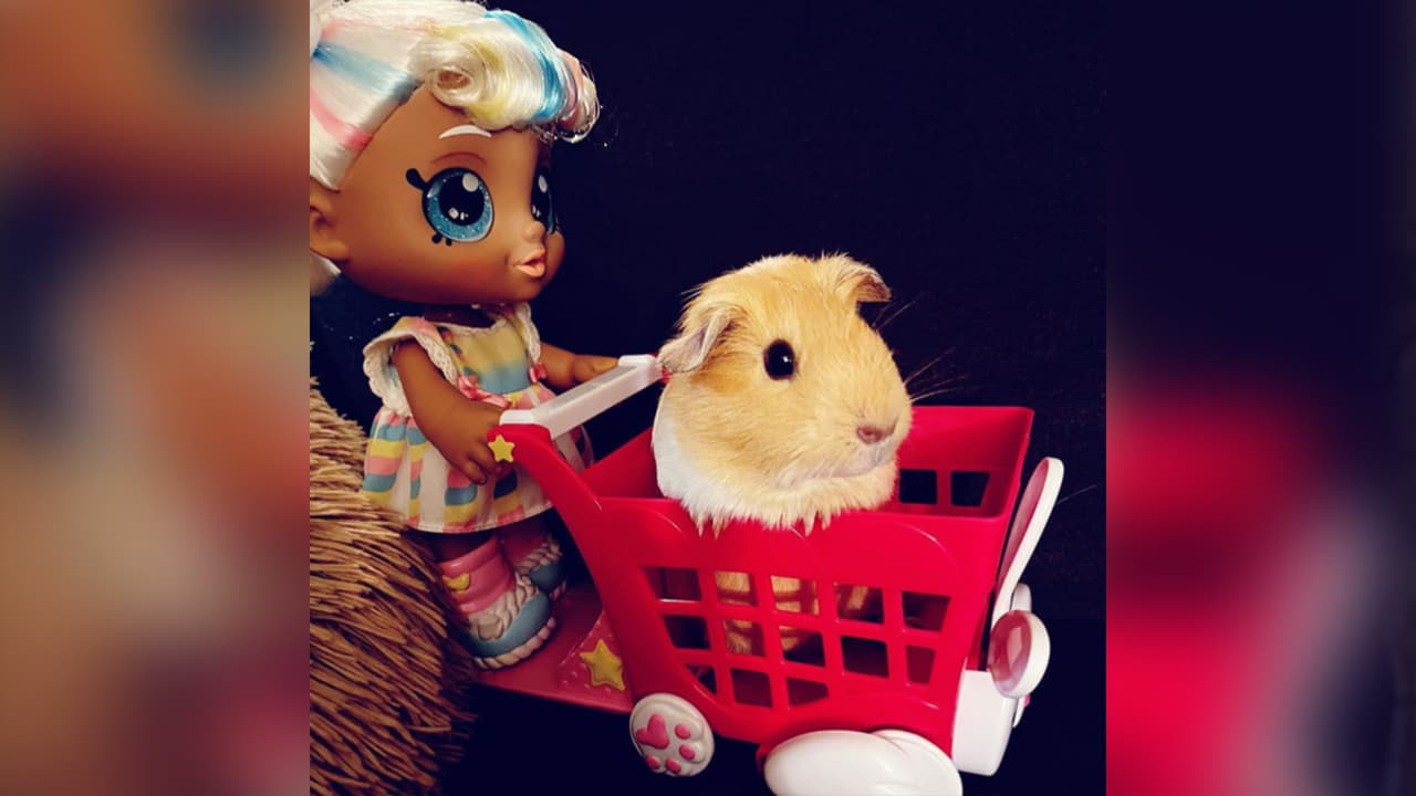 <b>Damaris Santos</b>: Acabábamos de adoptar a Burbuja y la pusimos dentro de la canasta para tener una linda foto de ella de bebé.