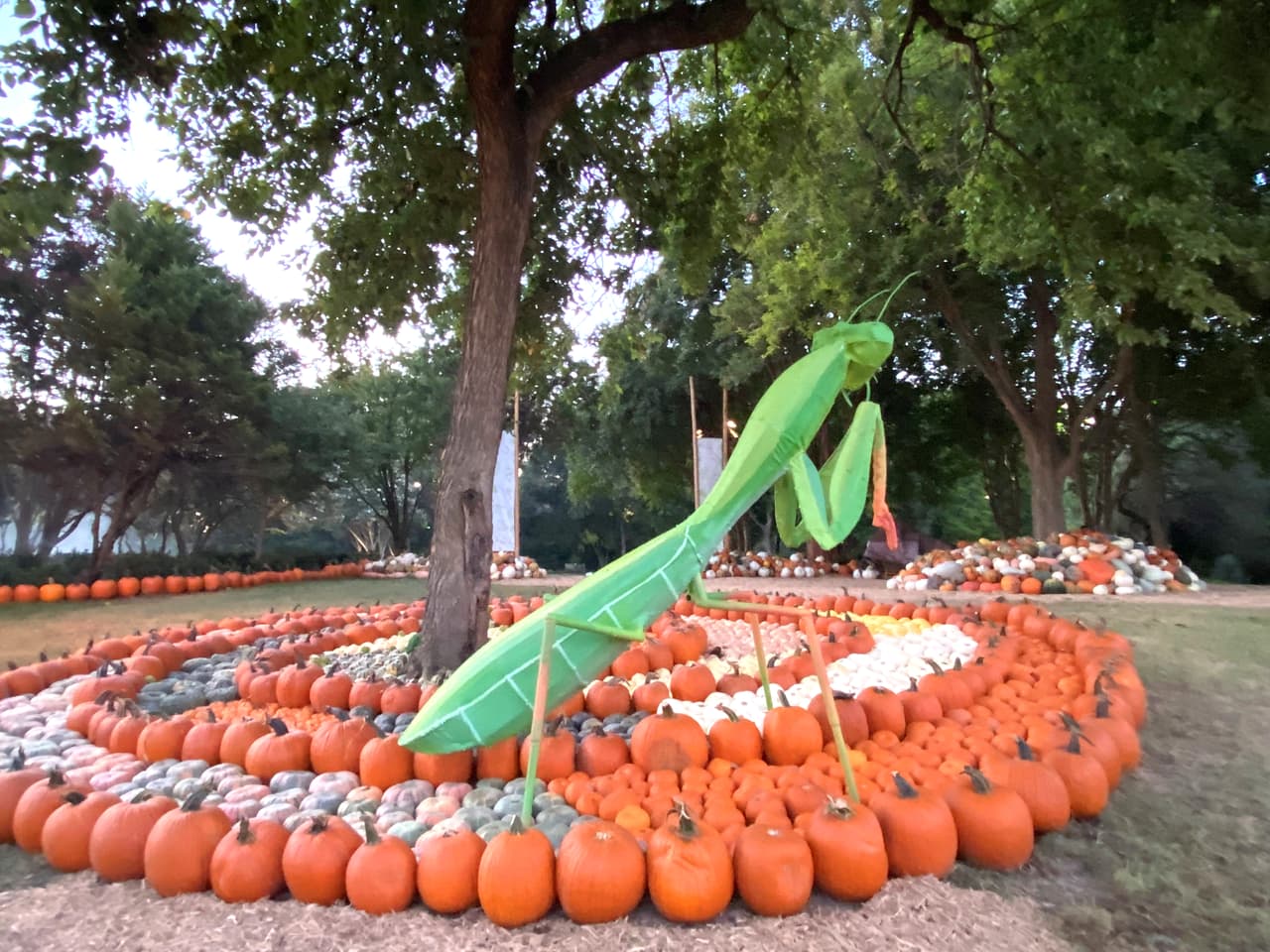 El Arboretum estará abierto de 9AM a 5PM. Si gusta visitar, 
<a href="https://reservations.dallasarboretum.org/Info.aspx?EventID=3#AutumnattheArboretum" target="_blank">aquí</a> puede obtener sus boletos.