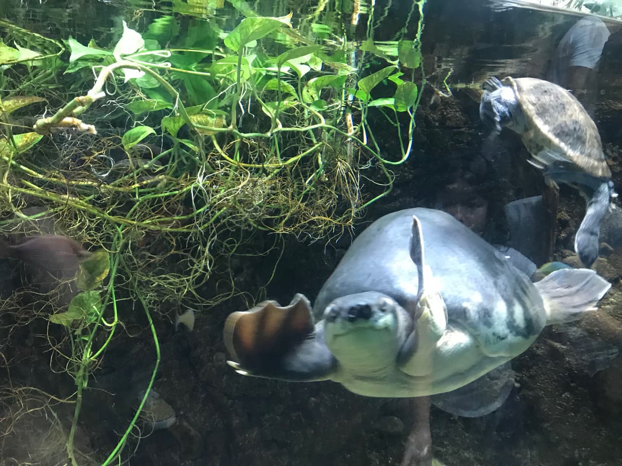 Nuestra favorita es la Tortuga Voladora Nariz de Cerdo. Sin duda una de las especies más amigables y elegantes del zoológico. Hay muchas más especies por ver en el parque por lo que te invitamos a que lo visites muy pronto con tu familia.