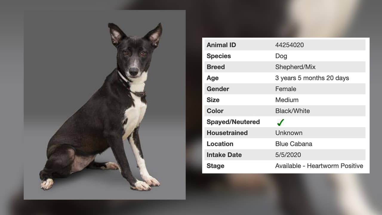 Esta simpática perrita se llama Bessie y tiene 3 años.