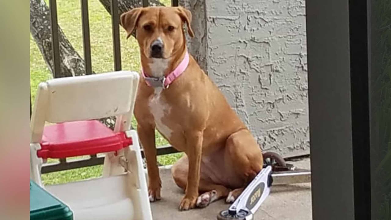 Vanessa Matinella de Roldan - "Ella es Luna. La adoptamos luego de la tormenta Harvey. Ella había sido dejada amarrada en un árbol por sus antiguos dueños, una mujer que iba pasando en una lancha la vio. Ya a punto de ahogarse las hormigas le estaban comiendo las orejas y las patas. La agarró y la dejo pasar la noche en su casa al siguiente día la dejó en Sugar Land Animal Service. Ahí le dieron ayuda. Dos días después de la tormenta fui con mi hija y fue una conexión increible. Ya ella es parte de mi familia. Adora ir a la playa con nosotros, dormir en nuestra cama, se pone celosa si abrazamos a uno de nuestros hijos y a ella no. Es nuestra bebé, siempre le digo a mi esposo ella era necesaria en nuestra familia, ella hacia falta. La amamos. 😍 y la llamamos Luna. Porque la persona que no las entregó nos dijo que el lugar estaba oscuro al momento de su rescate y la luna alumbró para poder ser vista".