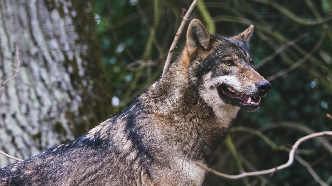 Hospitalizan a una mujer de 60 años mordida en su cara por un supuesto "híbrido de lobo"