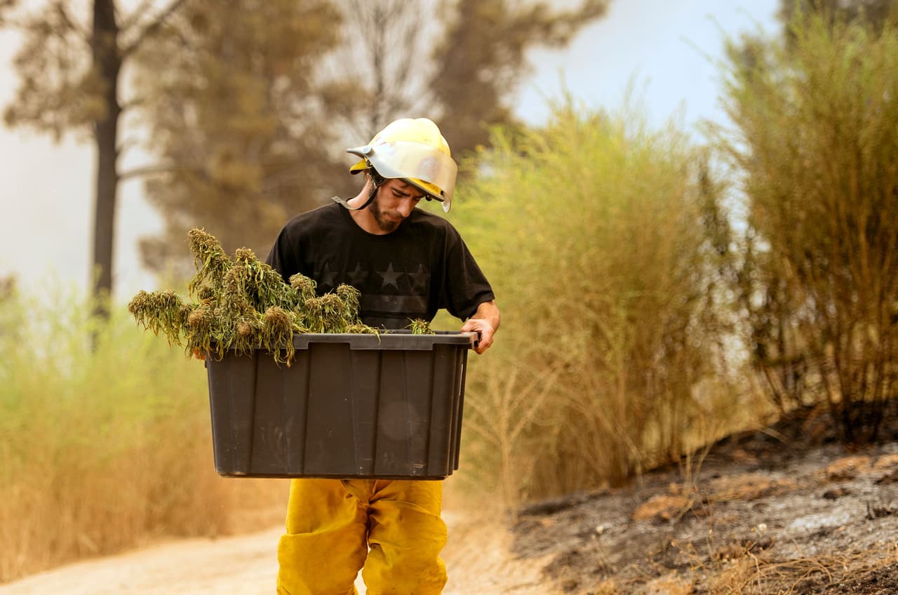 Ni los devastadores incendios detuvieron a los productores de marihuana en California
