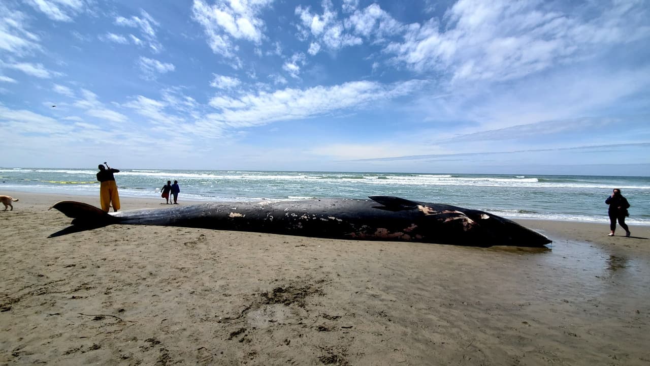 Por qué siguen apareciendo ballenas muertas en la Bahía de San Francisco