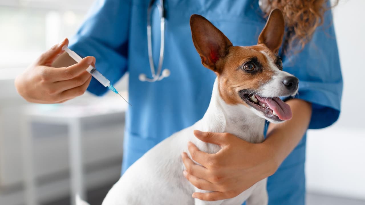 <h3 class="cms-H3-H3">2. Vacunas y registros: más que un requisito, una obligación</h3>
<br>La rabia sigue siendo una amenaza en Texas. Por eso,
<b> la vacunación contra esta enfermedad es obligatoria para todos los perros y gatos mayores de cuatro meses</b>. Además, muchos condados exigen el registro local y el uso de collar con identificación cuando se está en espacios públicos.
<br>
<b>Recomendación:</b> Conserva el comprobante de vacunación actualizado y verifica si tu ciudad o condsdo requiere registro adicional.
<b> Esto no solo protege a tu mascota, también te evita multas.</b>